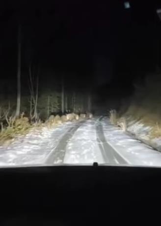 krdo divljih svinja Golija