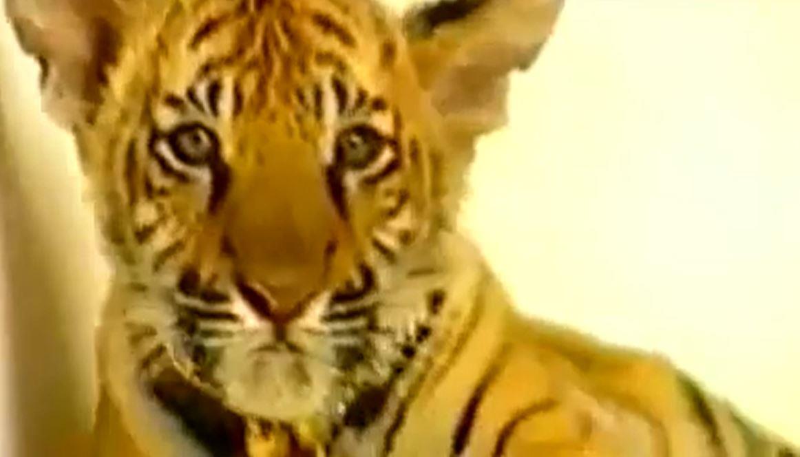 2025-01-15 13_36_06-(3) Ceca - Nije monotonija (spot) - YouTube.jpg