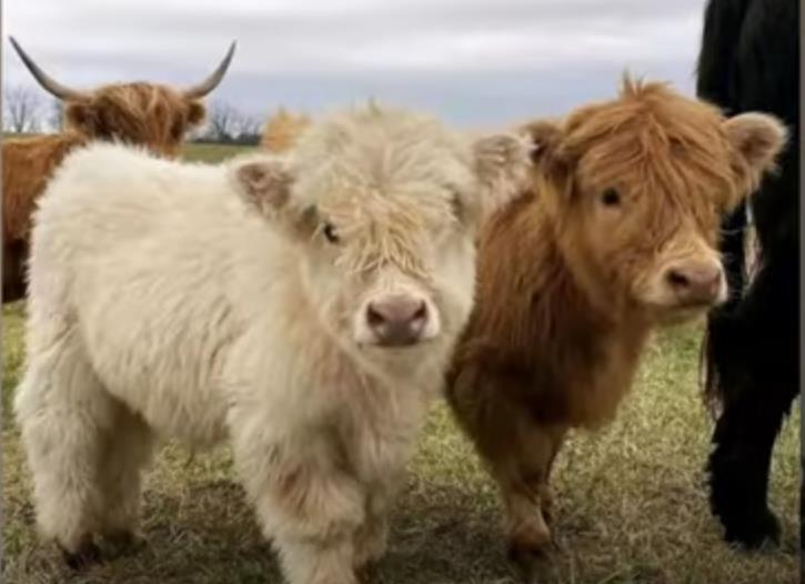 Jovana Parmaković ima veliko porodično gazdinstvo 9.jpg