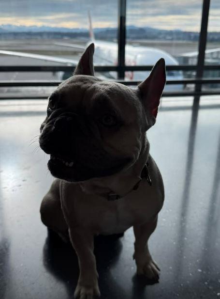 Stanija Dobrojević se vratila u Ameriku