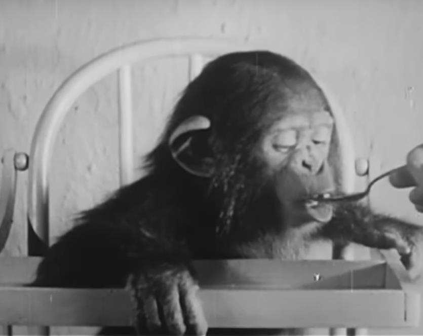 šimpanza eksperiment 3.png