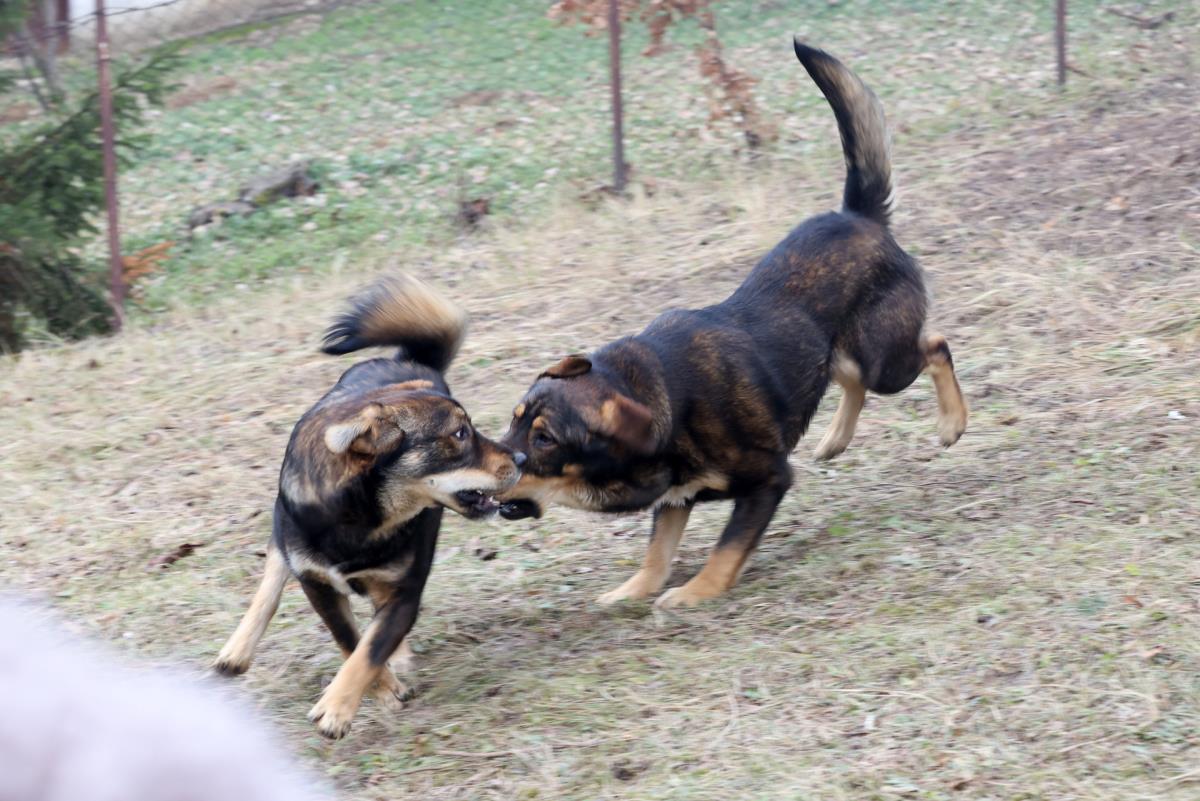 0602 petar aleksic (2).JPG