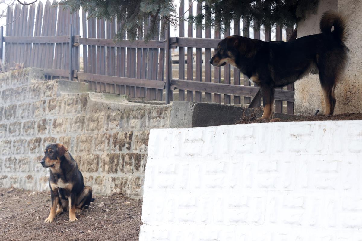 0602 petar aleksic (6).JPG