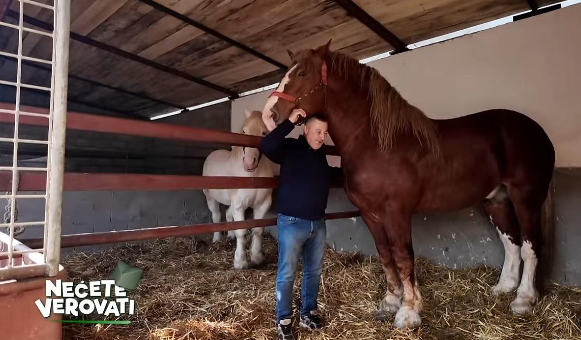 najveći konj glas zapadne srbvije  nećete verovati 3.jpg