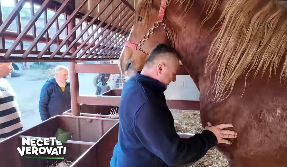 najveći konj glas zapadne srbvije  nećete verovati 2.jpg