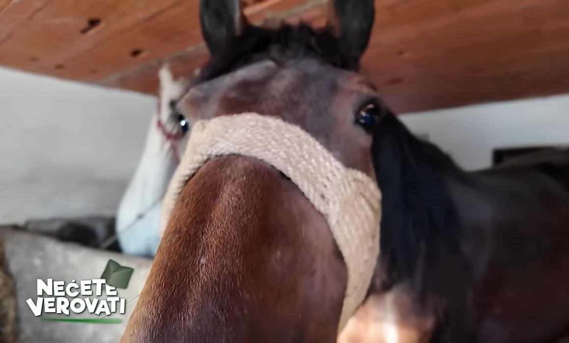 najveći konj glas zapadne srbvije  nećete verovati.jpg