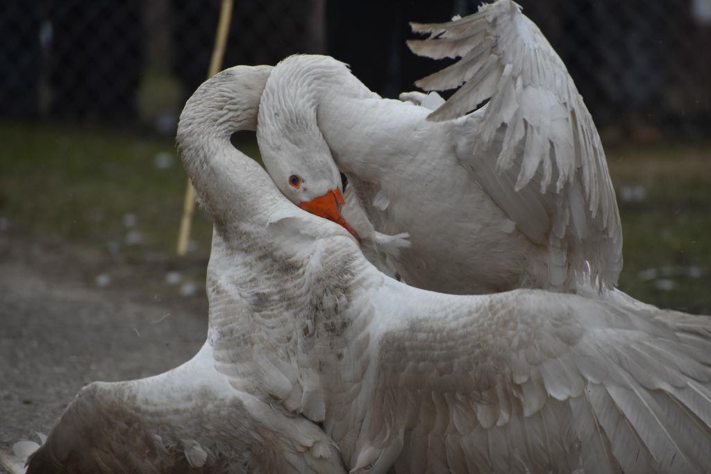 bespošedno foto s.u..jpg