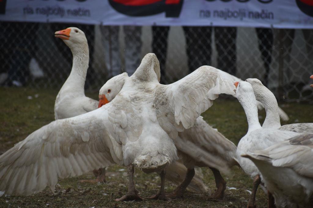 Finale foto s.u. 32.jpg