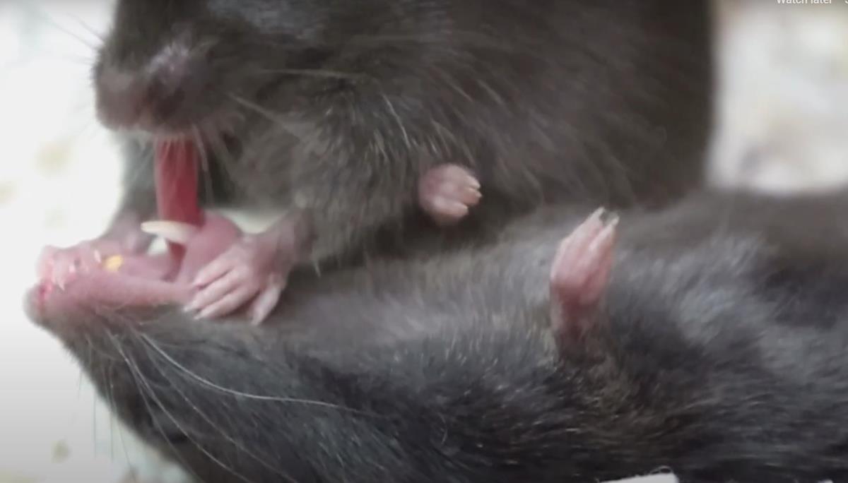 Screenshot 2025-02-24 175800.jpg