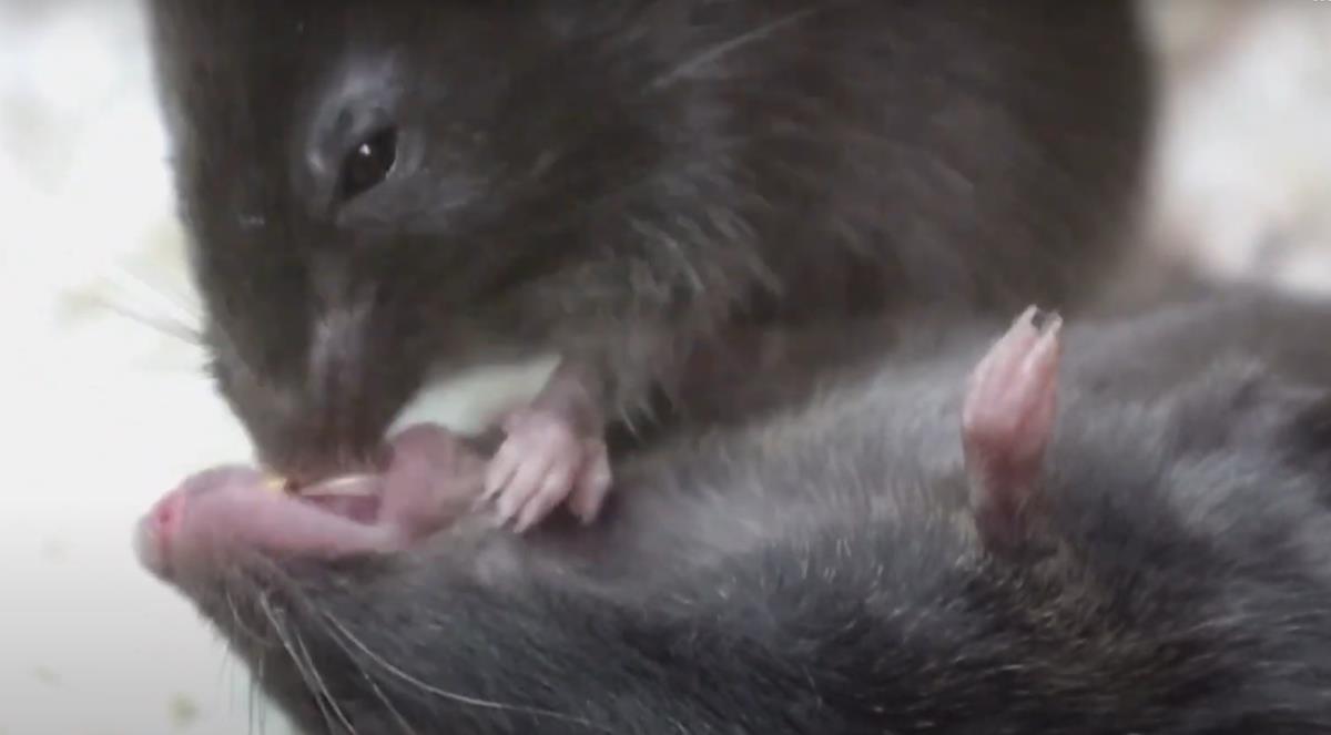 Screenshot 2025-02-24 175748.png