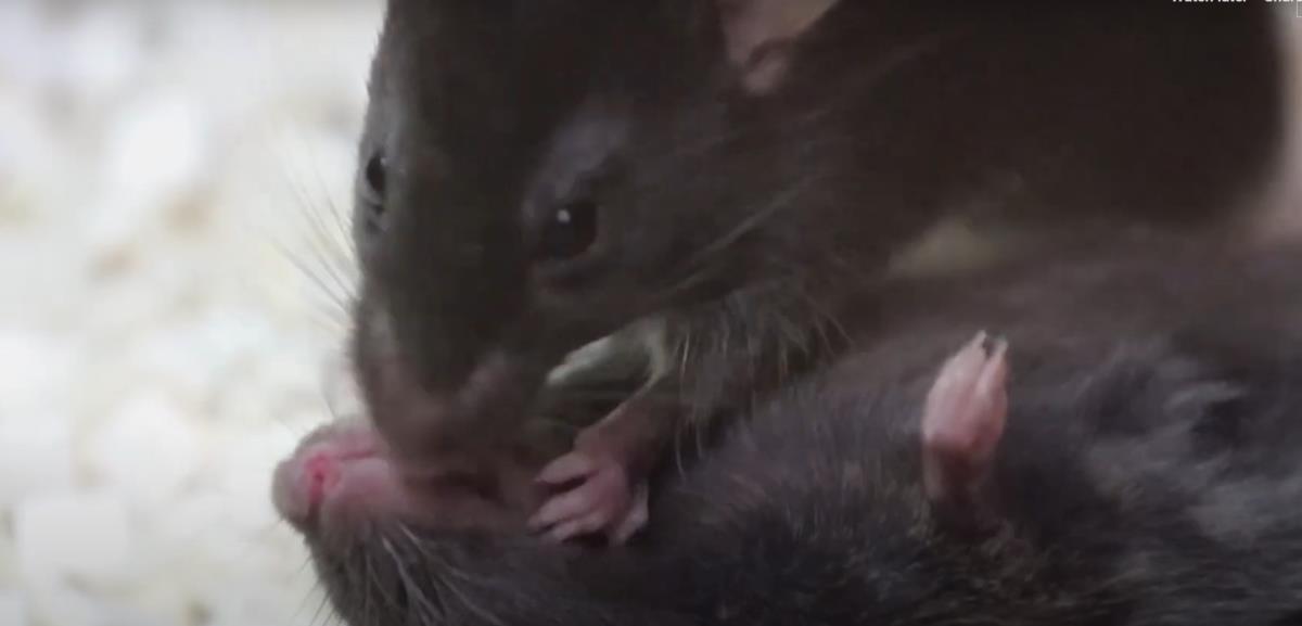 Screenshot 2025-02-24 175727.png