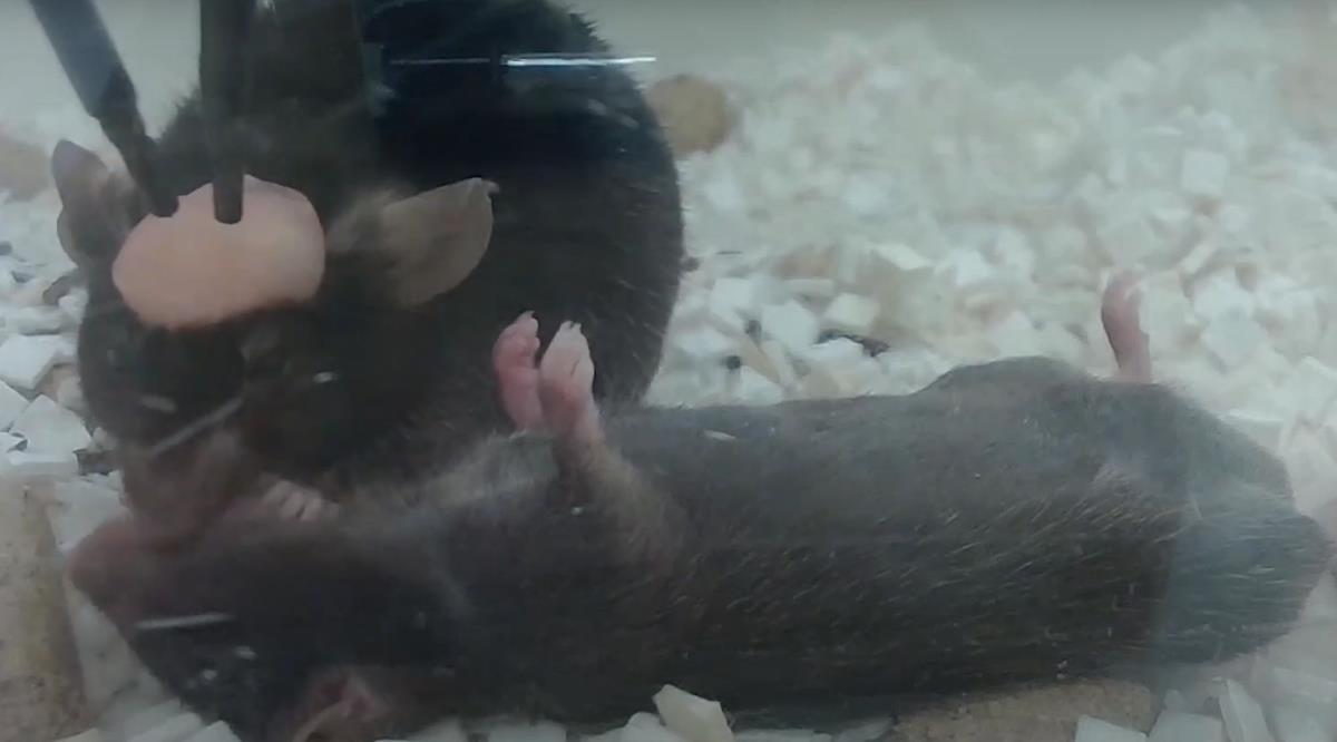 Screenshot 2025-02-24 175716.png