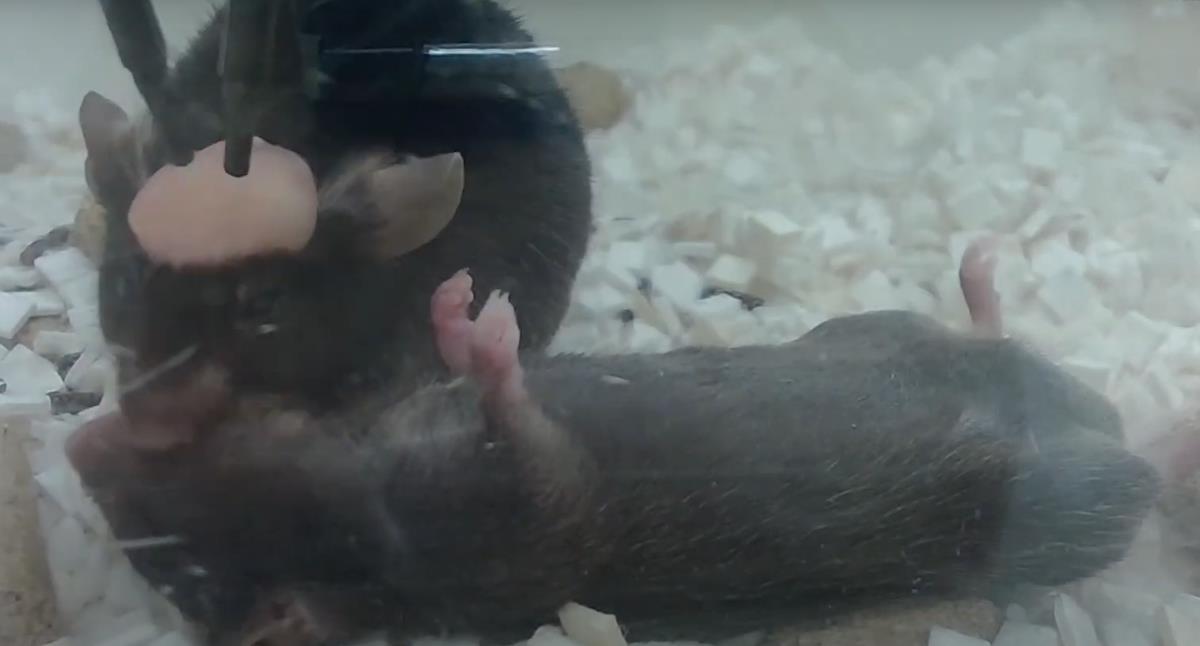 Screenshot 2025-02-24 175707.png