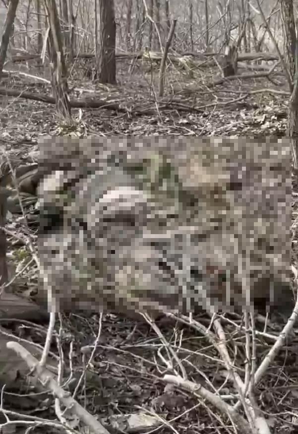 Screenshot 2025-03-08 130400 copy 2.png