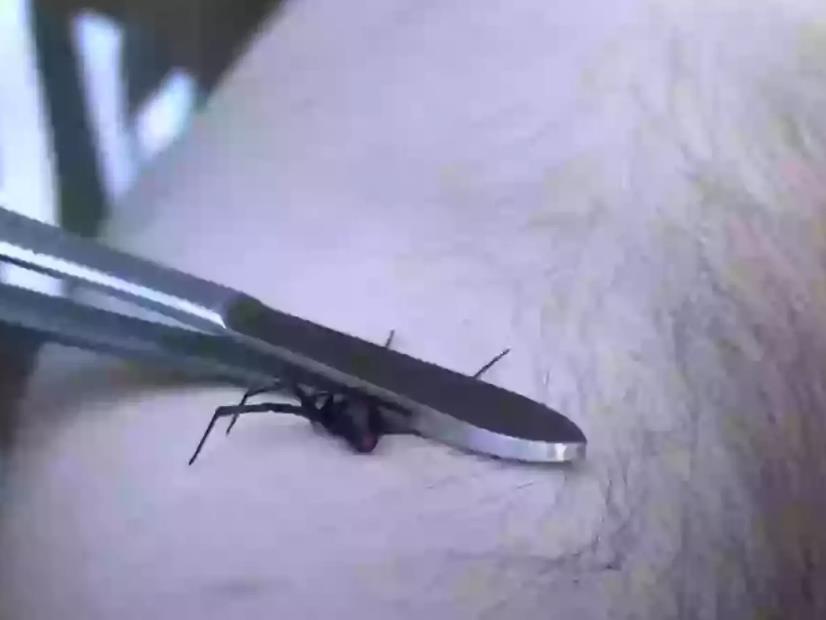 Crna udovica mora biti pritisnuta da bi isprovocirali napad