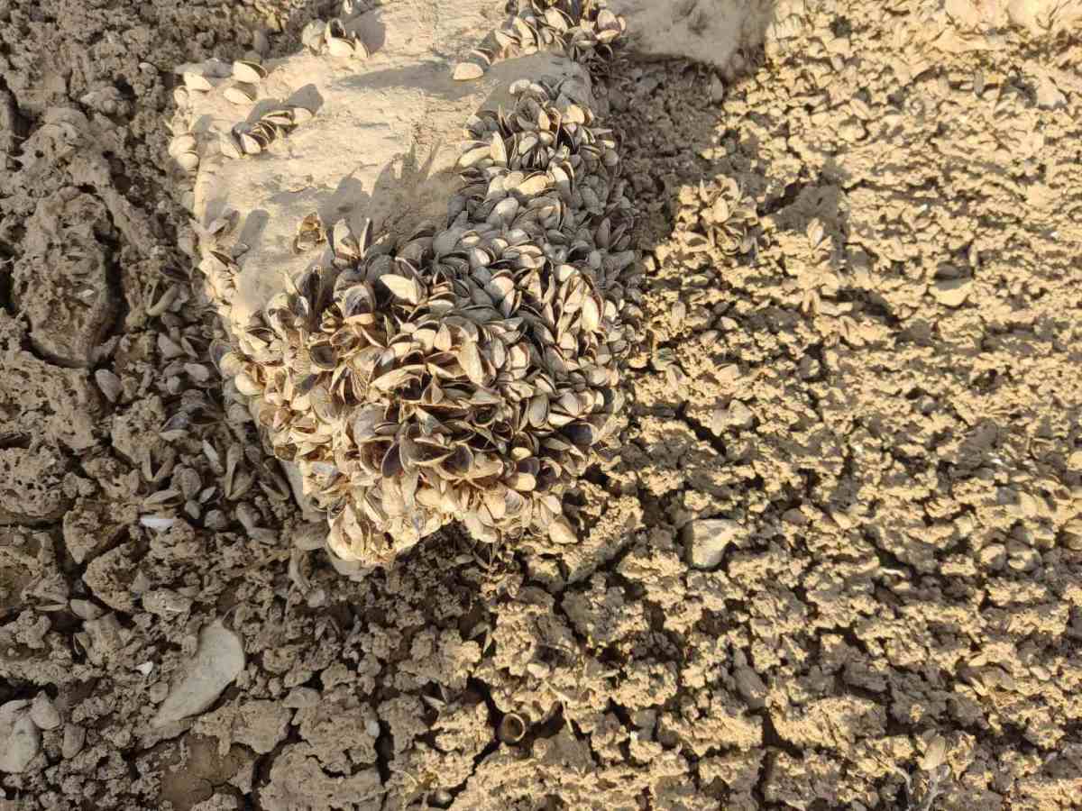 Zaovine - jezero - mart 2025 (13).jpg