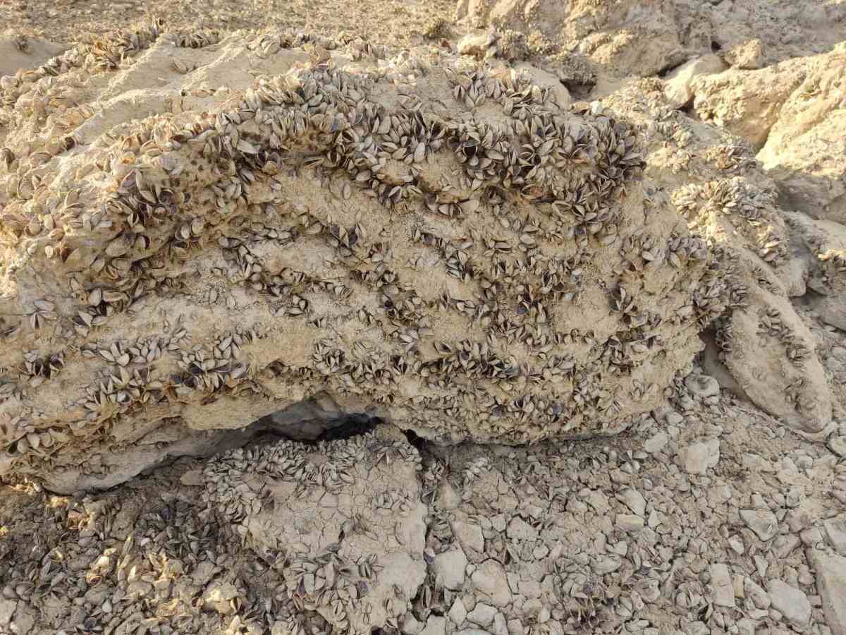 Zaovine - jezero - mart 2025 (12).jpg