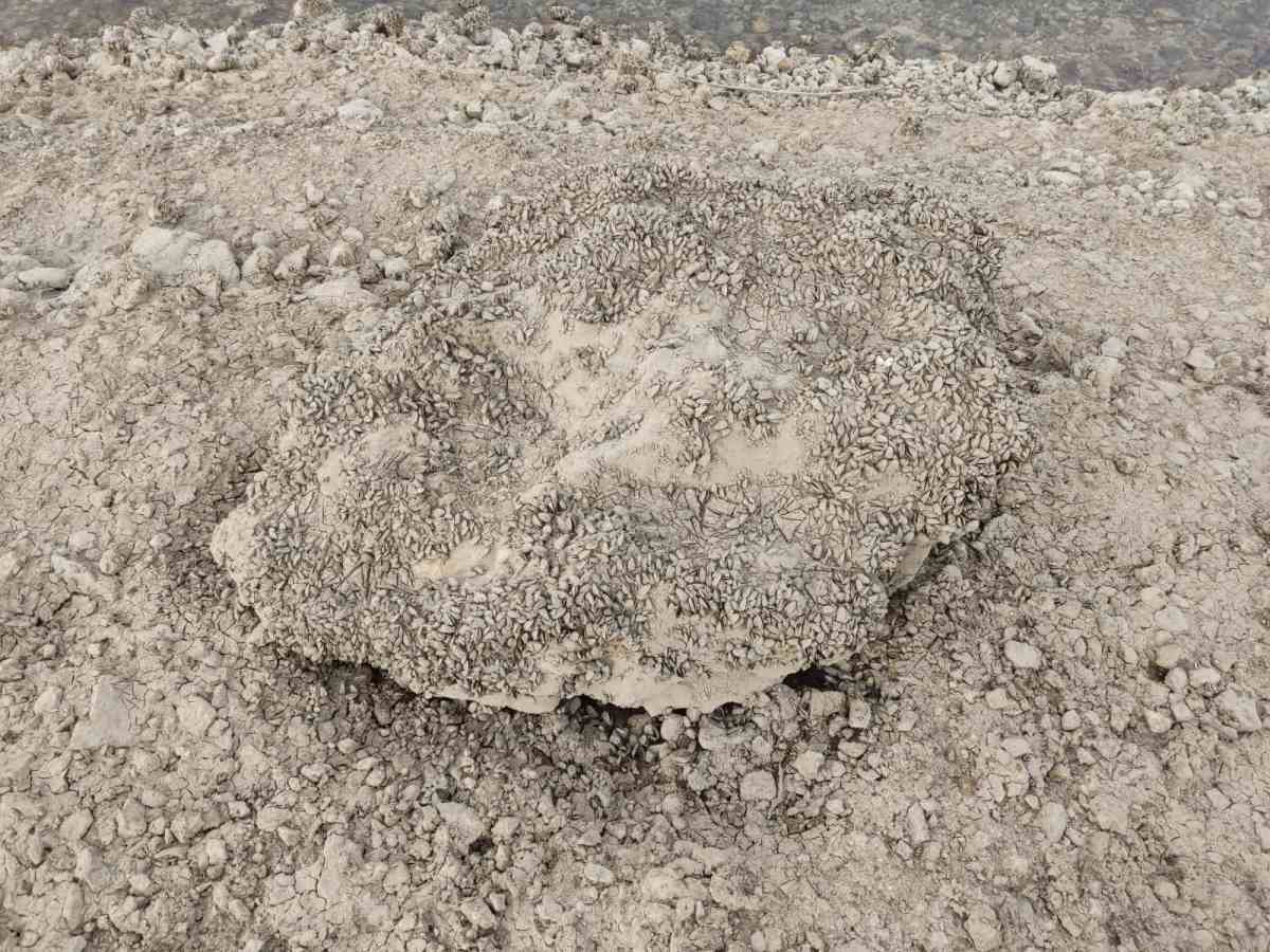 Zaovine - jezero - mart 2025 (10).jpg