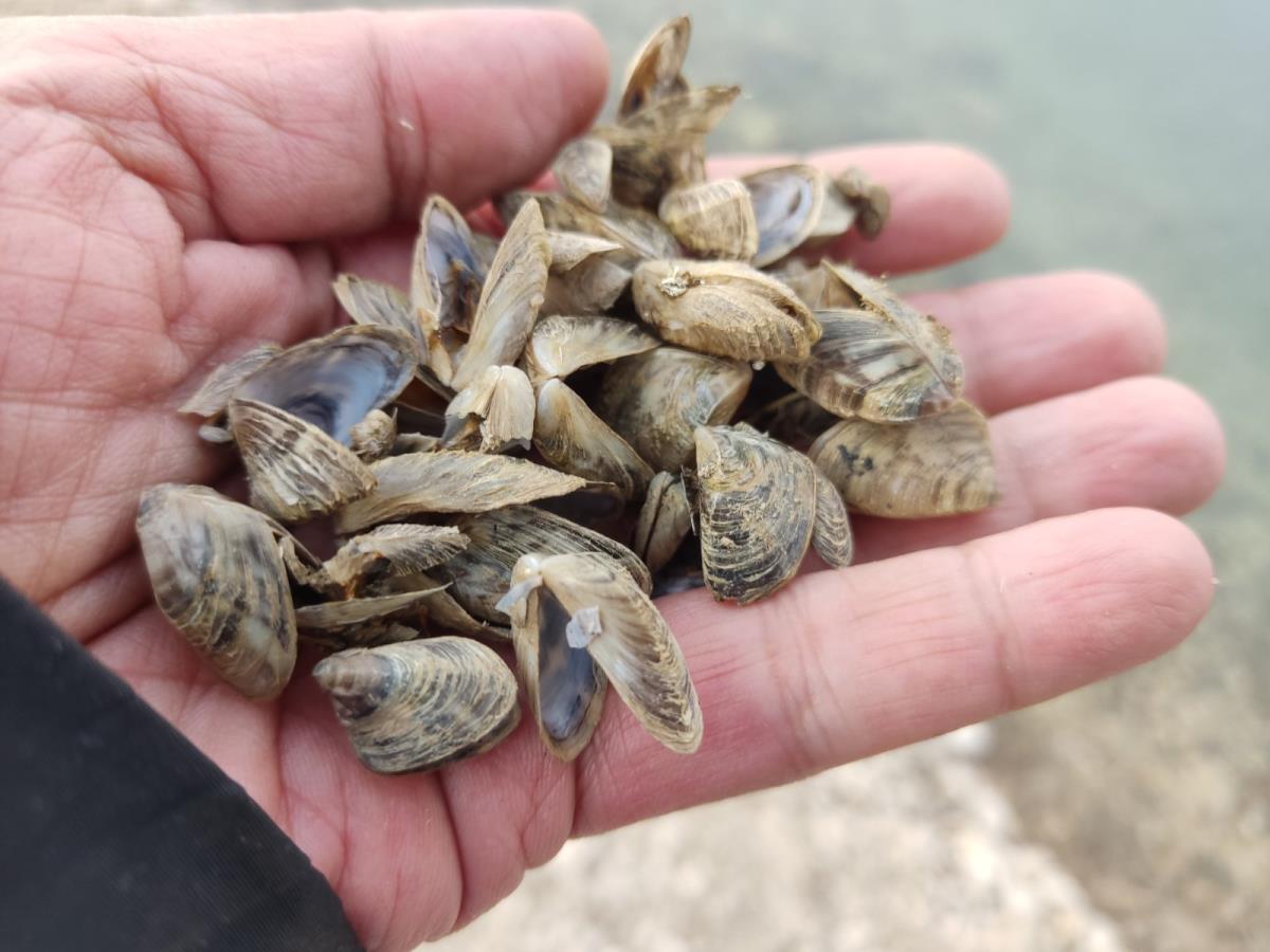 Zaovine - jezero - mart 2025 (9).jpg