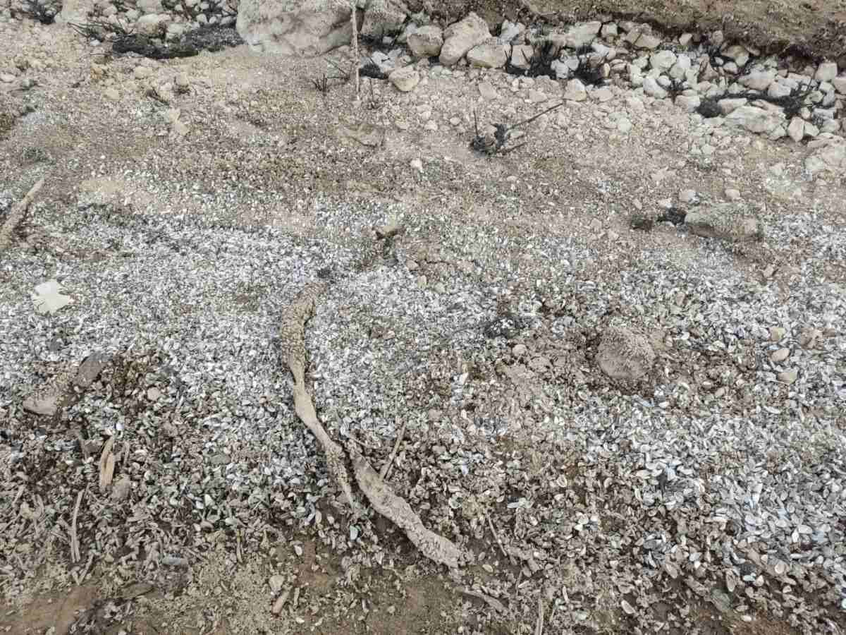 Zaovine - jezero - mart 2025 (7).jpg