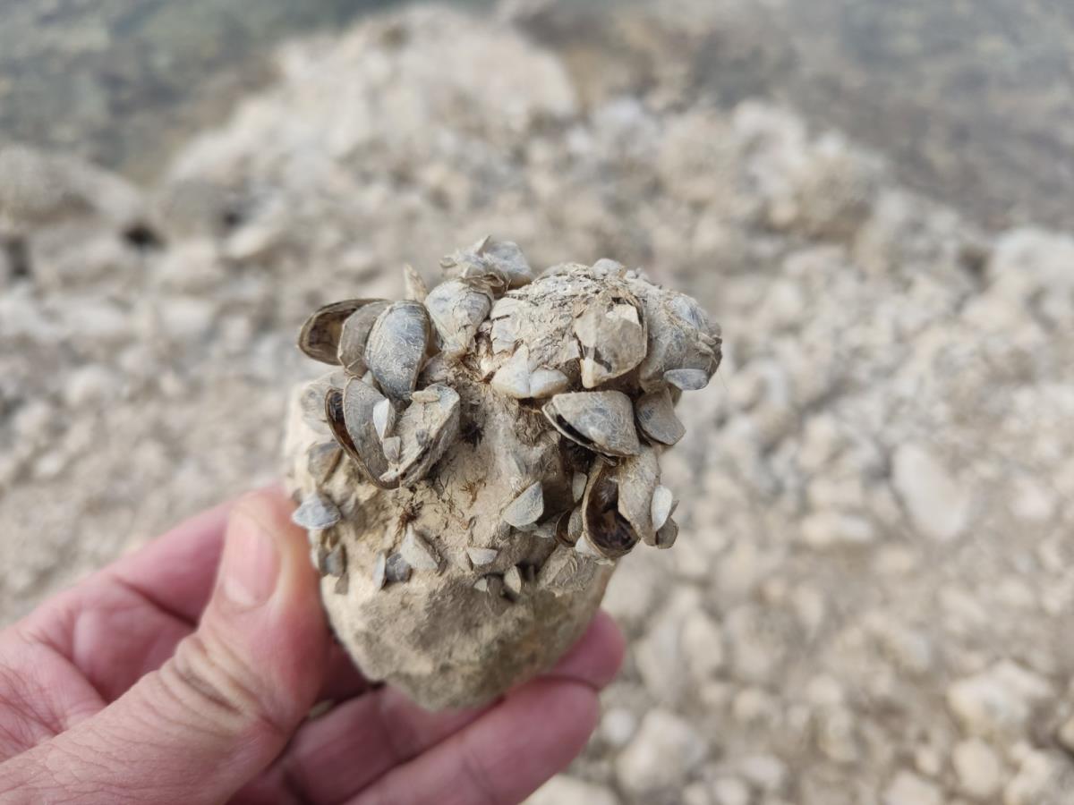 Zaovine - jezero - mart 2025 (8).jpg