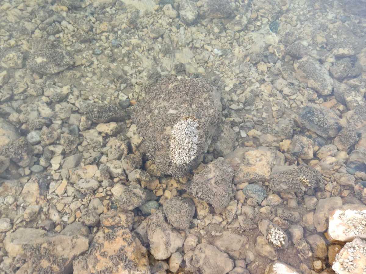 Zaovine - jezero - mart 2025 (4).jpg