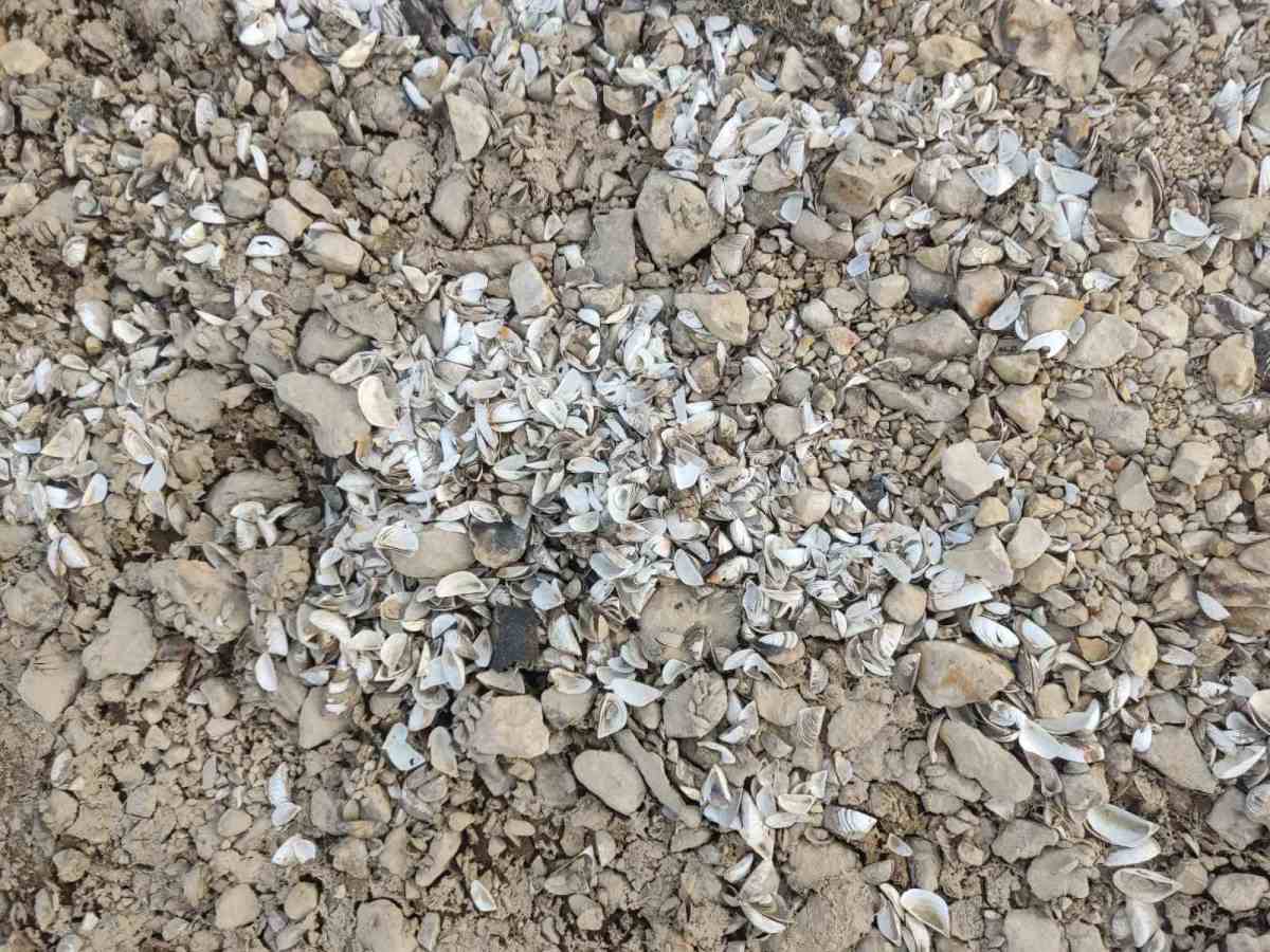 Zaovine - jezero - mart 2025 (3).jpg