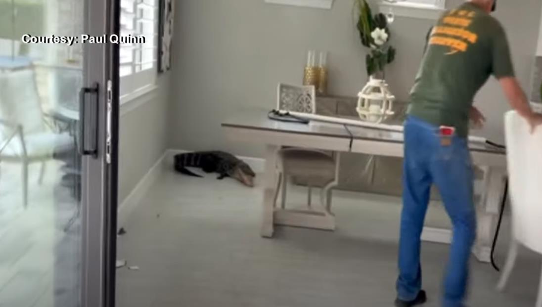 Pol Kvin zatekao aligatora u kuhinji 3.jpg