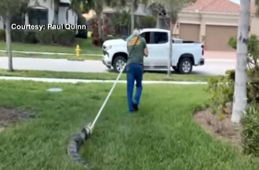 Pol Kvin zatekao aligatora u kuhinji 5.png