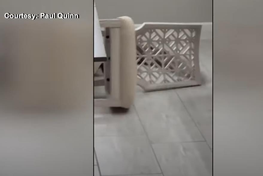 Pol Kvin zatekao aligatora u kuhinji 4.png