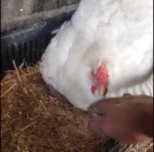 Goran pronašao mačiće ispod kokoške 2.png