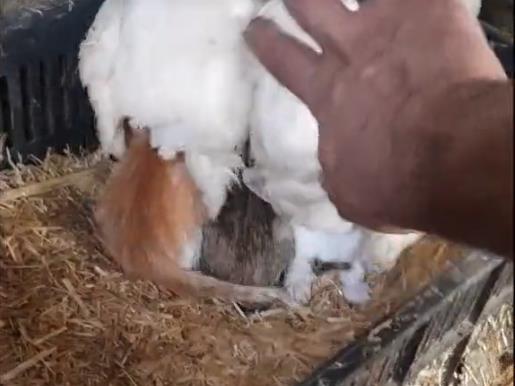 Goran pronašao mačiće ispod kokoške 3.png