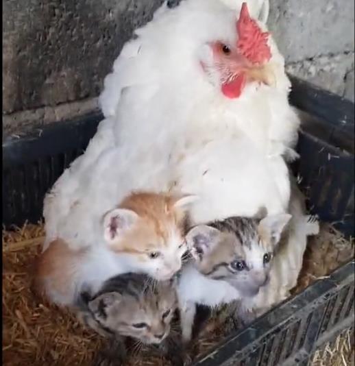 Goran pronašao mačiće ispod kokoške 5.png