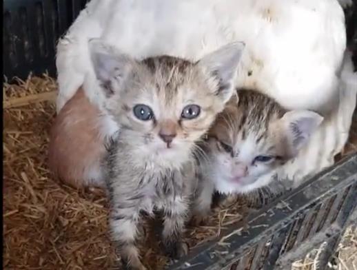 Goran pronašao mačiće ispod kokoške 4.png