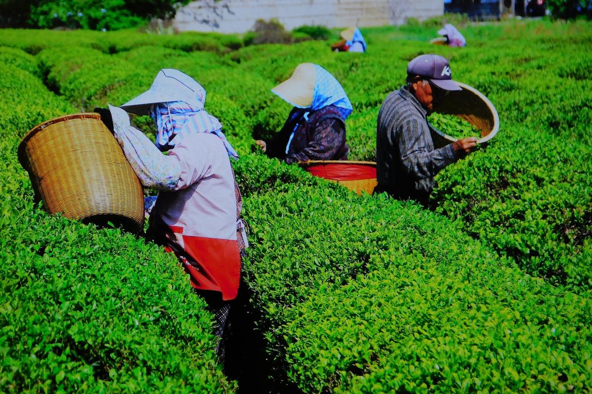 LOZNICA - Fotke iz Japana (1).JPG