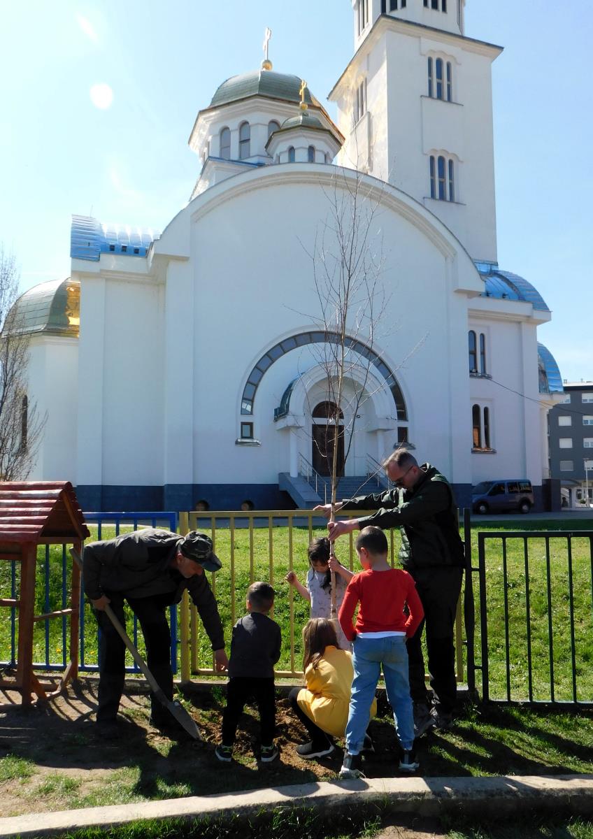 LOZNICA - Biće hladovine.JPG