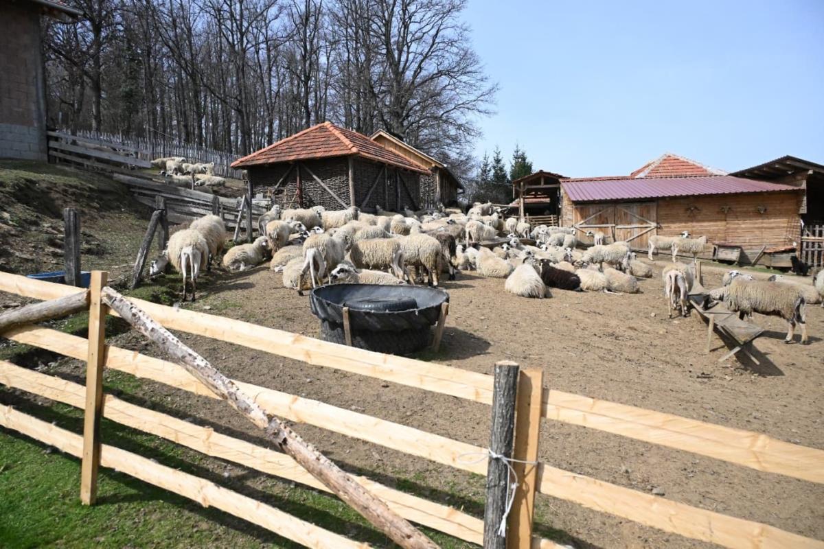 buducnostsrbijeav (3).jpeg