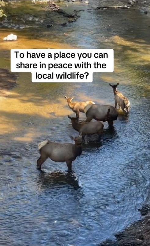 taralin romero 3.png