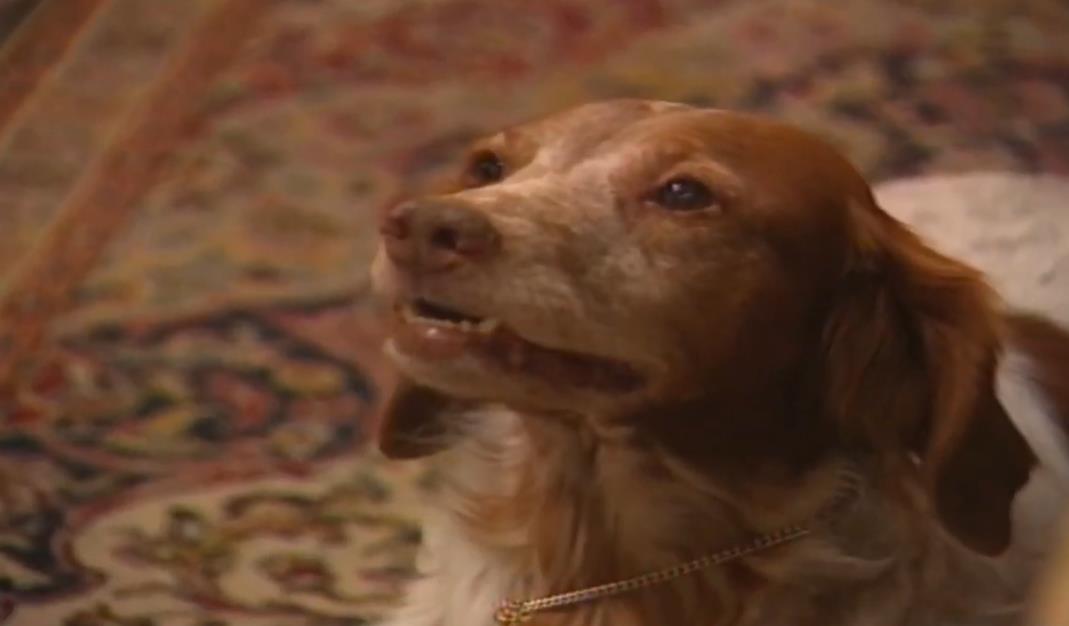 Sima iz "Srećnih ljudi" je bio pas slavnog glumca