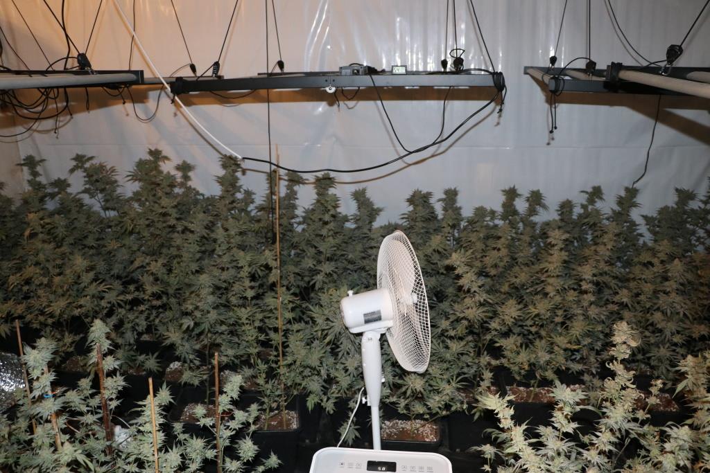 zaseg konoplje jun 2024_7.jpg