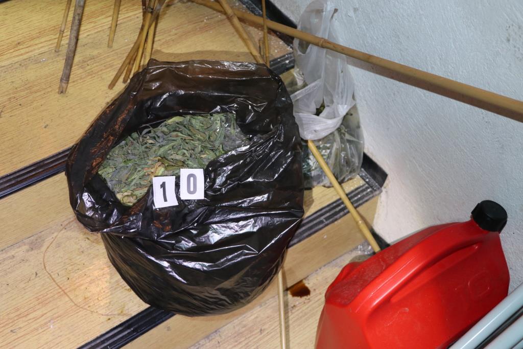 zaseg konoplje jun 2024_6.jpg