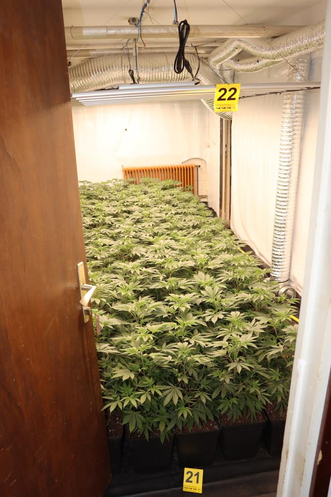 zaseg konoplje jun 2024_5.jpg