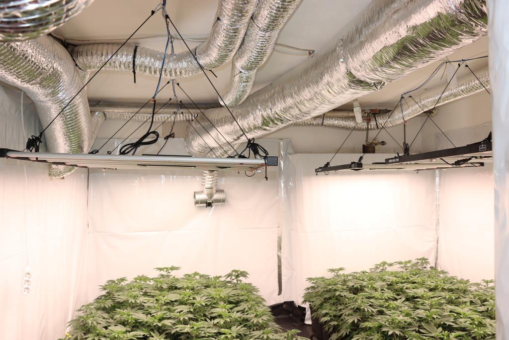 zaseg konoplje jun 2024_4.jpg