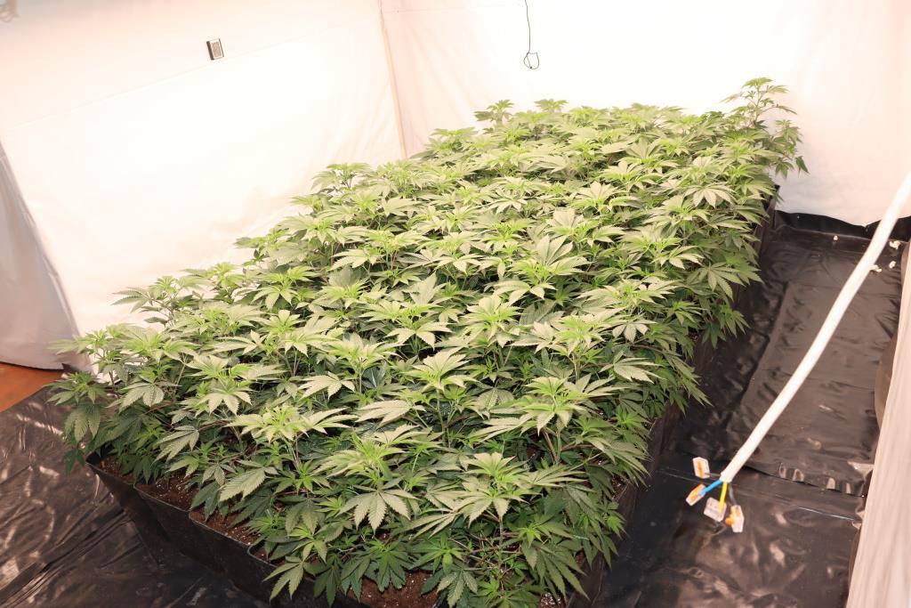 zaseg konoplje jun 2024_3.jpg