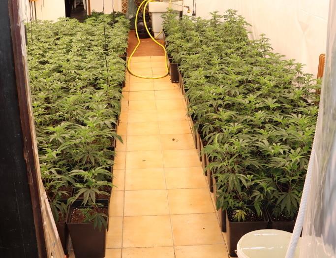 zaseg konoplje jun 2024_1.jpg