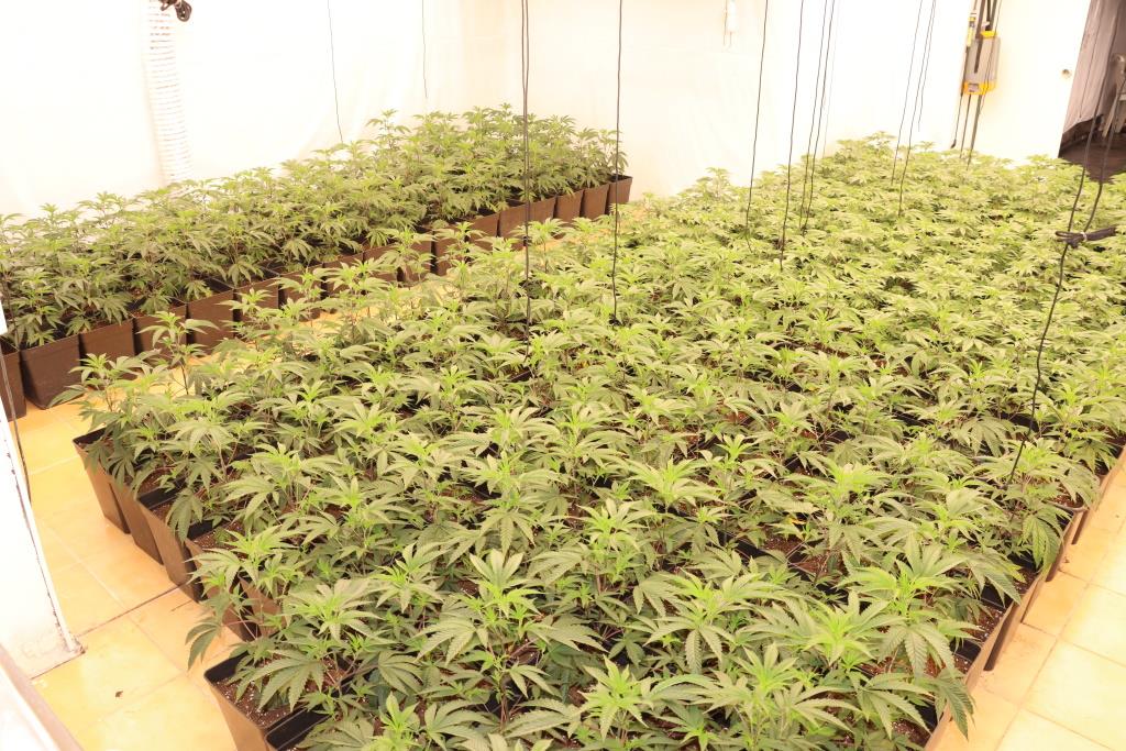 zaseg konoplje jun 2024_2.jpg