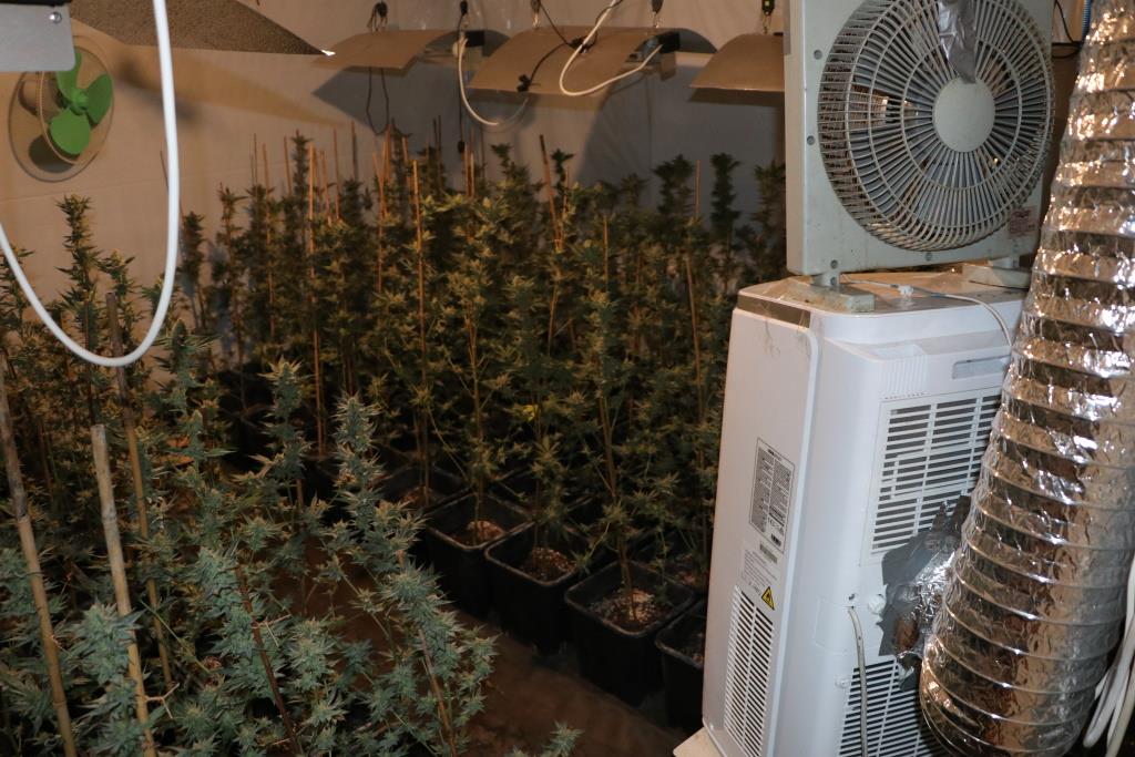 zaseg konoplje jun 2024_8.jpg