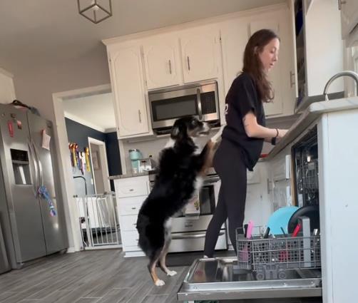 Pas spasao svoju vlasnicu 2.png