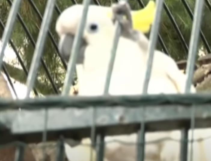 Titov papagaj Koki 3.jpg