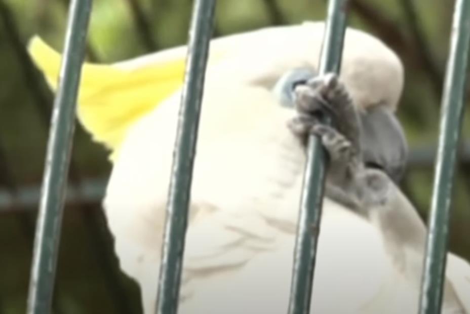 Titov papagaj Koki 2.png